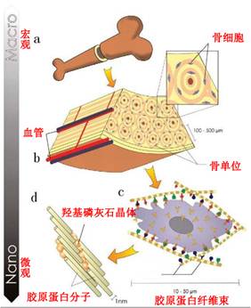 hydroxyapatite